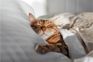 somnifère pour chat en pharmacie
