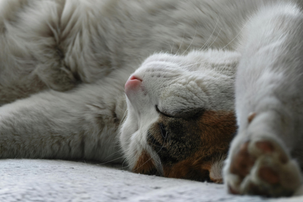acheter somnifère pour chat en pharmacie