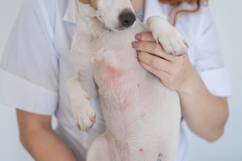 pyodermite chien complication