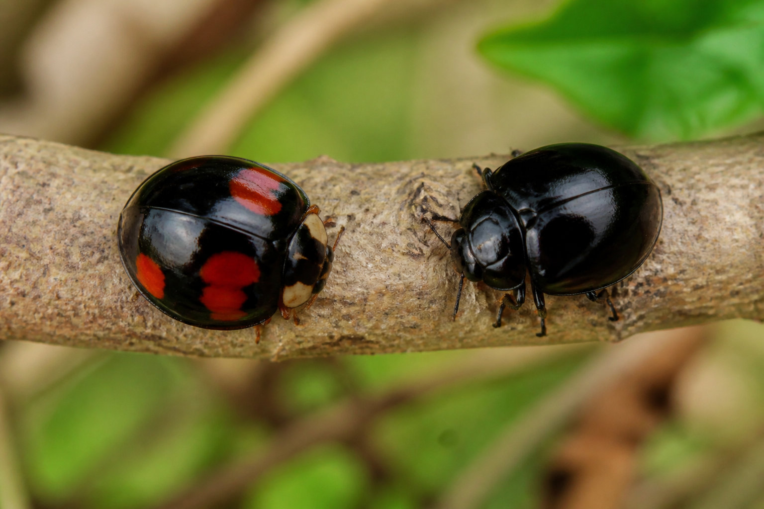 Différencier les espèces : insectes locaux contre envahisseurs asiatiques