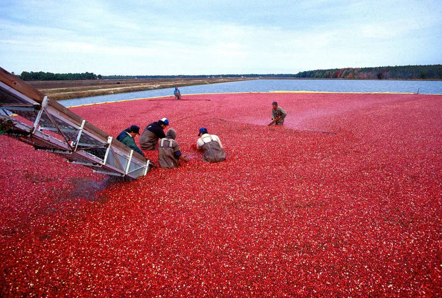Canneberges fraîches dans un récipient