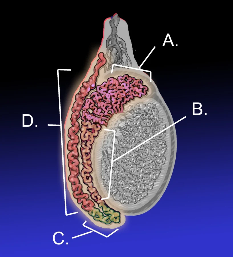 Coupe schématique d'un testicule montrant l'épididyme, canal très enroulé qui longe le testicule