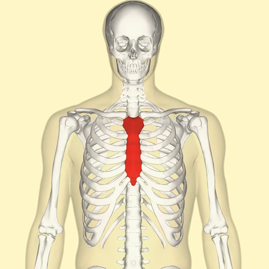 Squelette du thorax vu de face, avec le sternum coloré en rouge au centre de la cage thoracique