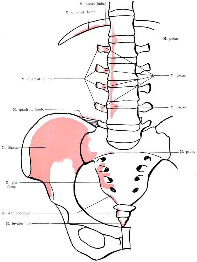Planche d'anatomie du bassin montrant le sacrum, le coccyx et les muscles qui s'y attachent