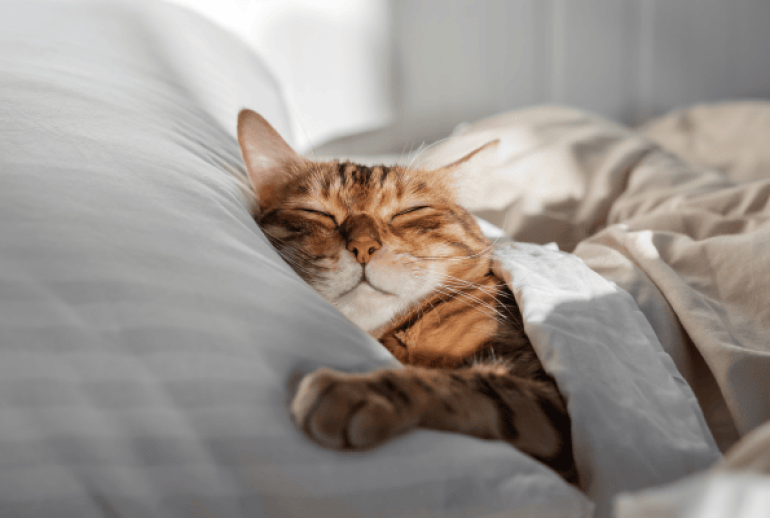 somnifère pour chat en pharmacie